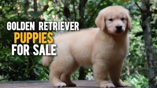 Golden Retriever Puppies For Sale | More Details On My Description.#trending#goldenretriever#dog#pet