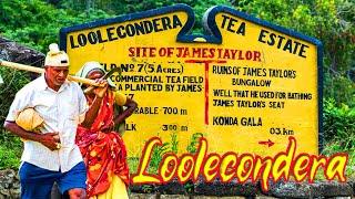 The First Commercial Tea Estate in Sri Lanka │ Loolcondera