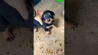 training dog k9 #dog #germanshepherd #k9 #dogtraining #puppy #rottweiler