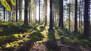 Hindhope Waterfall Walk in Kielder Forest Northumberland