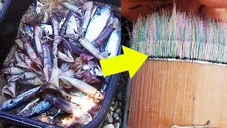 Catch A Lot of Fish! Traditional Sabiki Fishing | Catch Squid, Mackerel Tuna, Bonito Fish and More