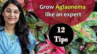 AGLAONEMA PLANT CARE /CHINESE EVERGREEN PLANT/ SAVE DYING AGLAONEMA LIPSTICK #aglonema #garden