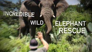 INCREDIBLE ELEPHANT RESCUE!