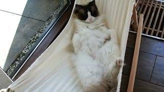 Timo the Cat and his hammock (part 3) check out his progress