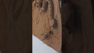 عنكبوت الجمل من أشرس العناكب