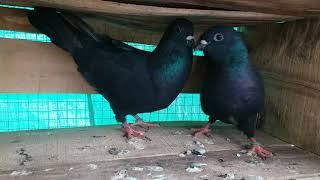 #blackkabutar #Kabutar Makwe black Kabutar SA pigeons Gondal