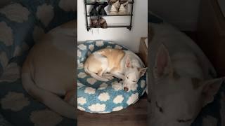 Weekly reset + enrichment toy vlog #dogshorts #cleaning #vlog #pets #dog #doglover #dogmom #bedroom