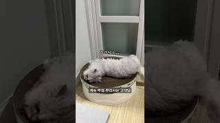 다이소 고양이 스크래쳐 후기 ㅣ 취한다...... #웃긴영상 #커플 #funny #couple #제이끼리