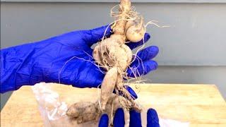 Dahlia Unbox and Planting: Cafe Au Lait