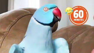 HILARIOUS Bird Makes Jokes!  | Funniest Pets, Cats & Dogs