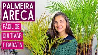 PALMEIRA ARECA  COMO CULTIVAR uma das PALMEIRAS mais POPULARES do MUNDO