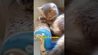 養西伯利亞森林貓不會引起人過敏嗎？#養貓知識 #cat #pets #养猫经验分享 #貓咪