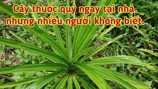 Cây thuốc quý ngay tại nhà mà ít người biết.