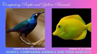 Comparing Purple and Yellow Animals