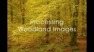 Post Processing Woodland Images.  Part of our new Online Image Editing Courses