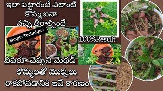 How to grow plants from cuttings | కొమ్మలతో మొక్కలు నాటే సులువైన పద్దతి