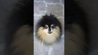 Apparently if dogs slow blink it means they love you  #pomeranian #dog #cutedog