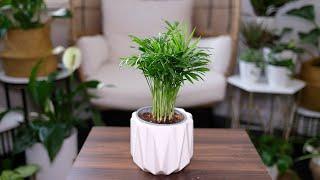 Neanthe Bella Palm (Chamaedorea Elegans) Care & Growing Guide - Plant Mom Care