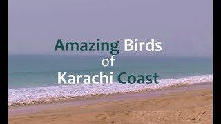 Amazing Birds of Karachi Coast