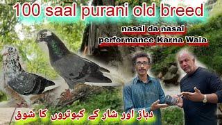 100 Sal purane old breed nasal da nasal performance Karne Wala  Sharka kabutaro Ka Shauk