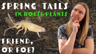 Springtails Found In Houseplant Soil! | Should I Panic?