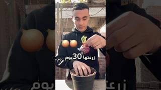 اوعا تزرعها بطريقة دي #explore #زراعة #اشجار #garden #نباتات