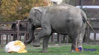 Doneli su ogromnu bundevu slonovima u Beo Zoo vrtu, evo šta je od nje ostalo