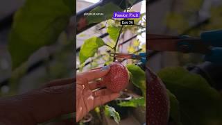 Passion Fruit Harvest #terracegarden #fruit #shorts