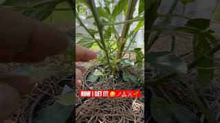 Stop Hacking Your Pepper Plants | Get Bigger Yields #pepperguru #peppergrowingfundamentals #peppers