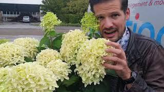 Hydrangea paniculata SKYFALL 'Frenne'