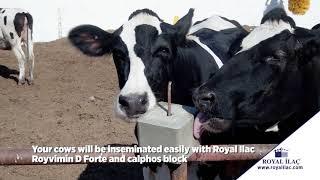 ROYVIMIN D FORTE and CALPHOS licking block to boost your animals' reproduction