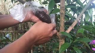 How to Marcotting mango (Paano mag marcot ng mango)
