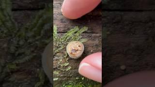 What Happens if You Open the Nest Early? Bird’s Nest Fungus #mushroom #wildmushrooms #fungi