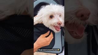 #doglovers #dogs #dog #youtubeshorts ️