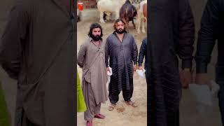 Hassan Qureshi 302 Farm With Jigrii  #302 #shorts #youtubeshorts #viralvideo #cattlefarm #cow