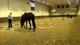 An introduction to Equine Facilitated learning