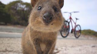  FUNNIEST Animals & Pets from Down Under 