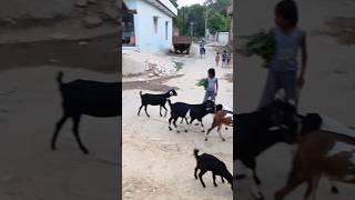 Rahul verma vlogs 786। vlog #video #vlog village#vlog #rahul vlogs#vlog video Rahul