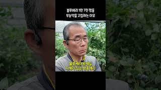 블루베리 1만7천평을 고집스럽게 무농약으로 키우는 이유