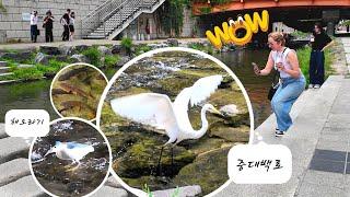 외국인들 호기심 자극하는 청계천 백로(중대백로) 날갯짓  청계천 물 첨벙첨벙~ 여름 피서지 | 4K