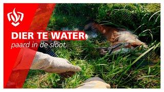 Prio 2: Dier te water - paard in de sloot | Brandweer Haastrecht