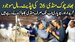 Bhatta Chowk Mandi Rawalpindi latest update 2025 - cow Mandi 2025 - Pakistan Biggest Cow Mandi 2025