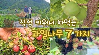 직접 키워서 따먹는 7가지 과일나무와 봄날 수확시기를 맞은 시골일상.