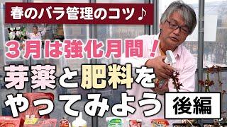 【バラの育て方】春のバラ管理のコツ3月は強化月間！芽薬と肥料をやってみよう[後編]（2025年３月28日）