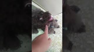 Patty pets Dog
