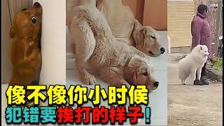 爆笑 宠物75|像不像你小时候犯错要挨打的样子！#小时候 #挨打的样子 #爆笑合集|开心 影片 狗|开心短片 宠物|搞笑 宠物短片|