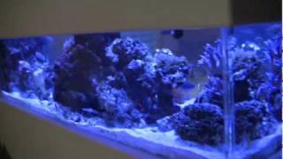 500 Gallon Coral Reef Aquarium Tank, LA Fishguys Episode 80 pt 1