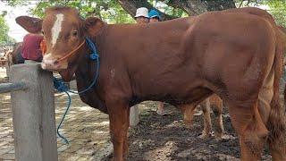 8 JUTA‼️OBRAL MURAH AKHIR PUASA PEDET SUPER | Pasar Sapi Kerek