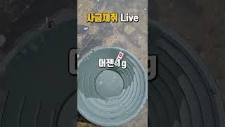 Live방송 실시간 채취사금! 어젠 1g 오늘은 1.5g?  #사금 #사금채취 #goldpannning
