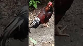 Manok na Pula #shortvideo #trending #ytreels #viralvideo #youtubeshorts @arlenelangga3511